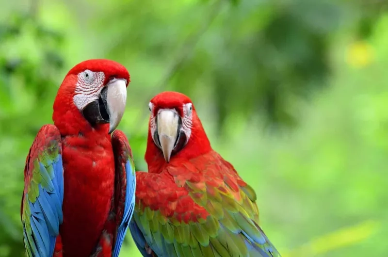 Two green winged macaws