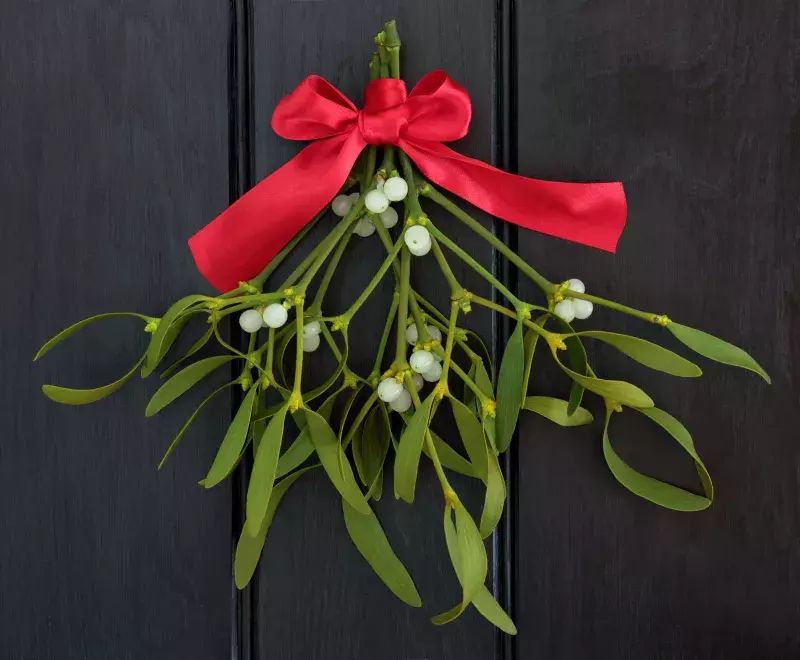 hanging Mistletoe