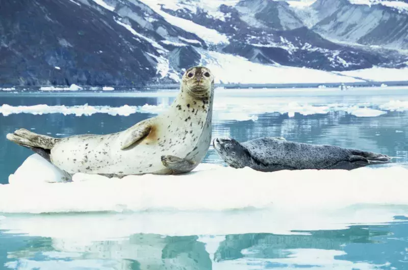 Harbor Seal