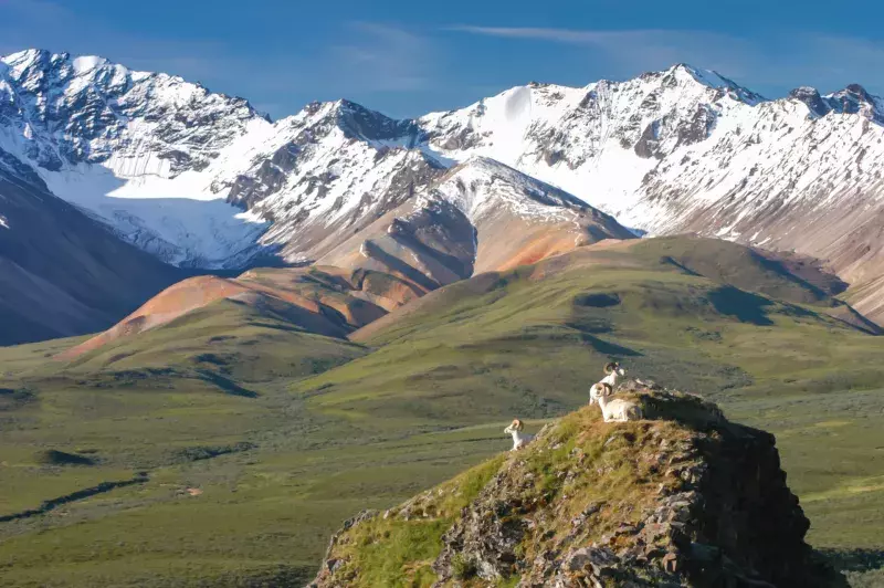 Dall Sheep Looking at Snow Capped Mountains in Denali Alaska