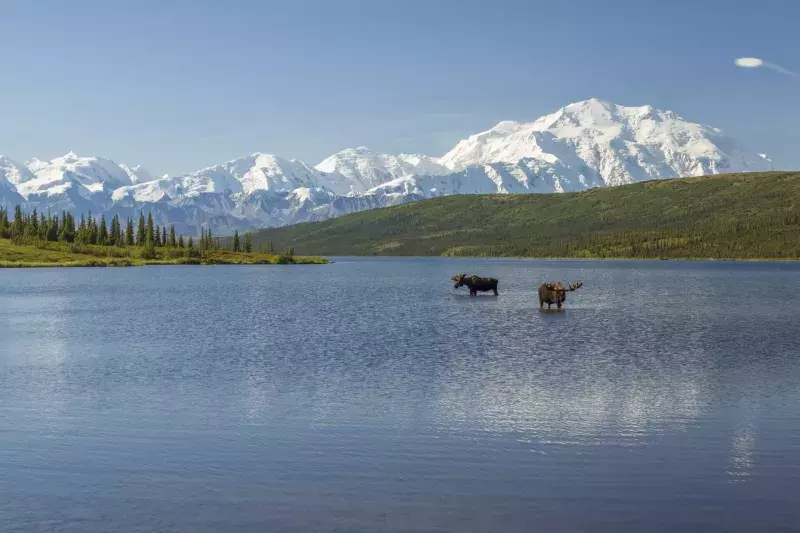 Two bull moose feeding in Wonder Lake