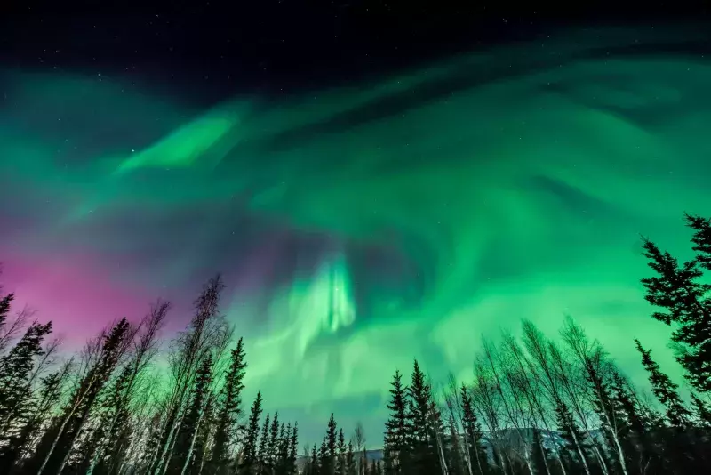 Purple and green Aurora borealis over tree line