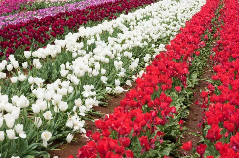 Colourful Tulip at farm. Beautiful bouquet background.